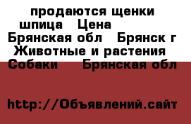 продаются щенки шпица › Цена ­ 15 000 - Брянская обл., Брянск г. Животные и растения » Собаки   . Брянская обл.